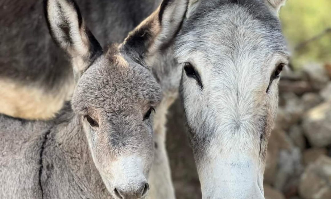 Por: Cortesía Tlaxcala cuenta con un santuario que protege a los burros