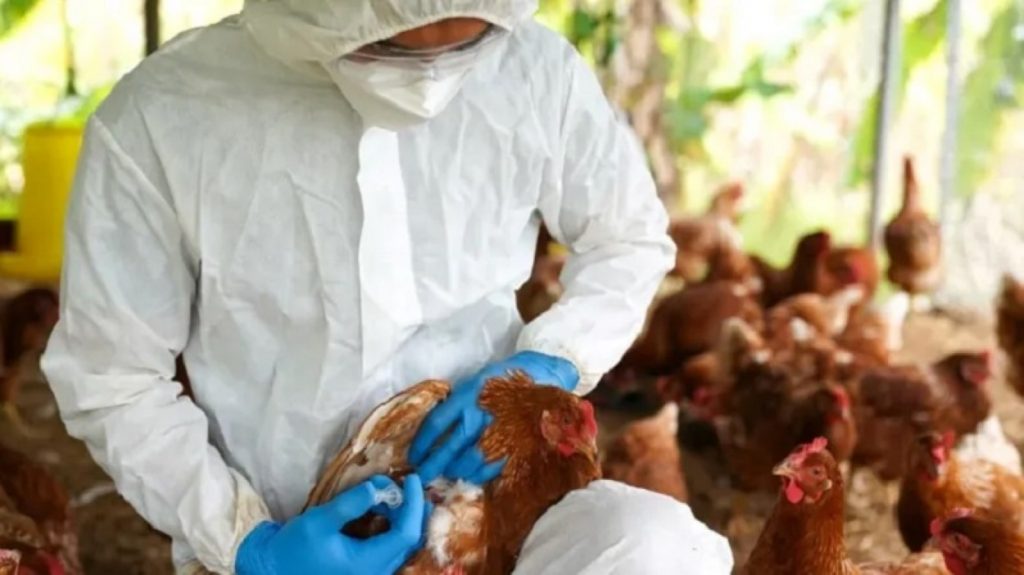 Por: Cortesía Posible primer caso de gripe aviar H5 en un humano en Canadá