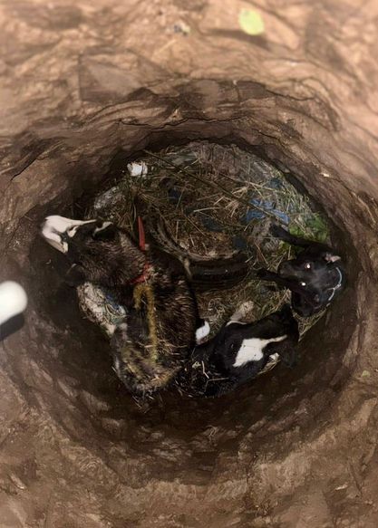 Por: Cortesía Lula Pineda ¡Aplausos para los héroes sin capa!