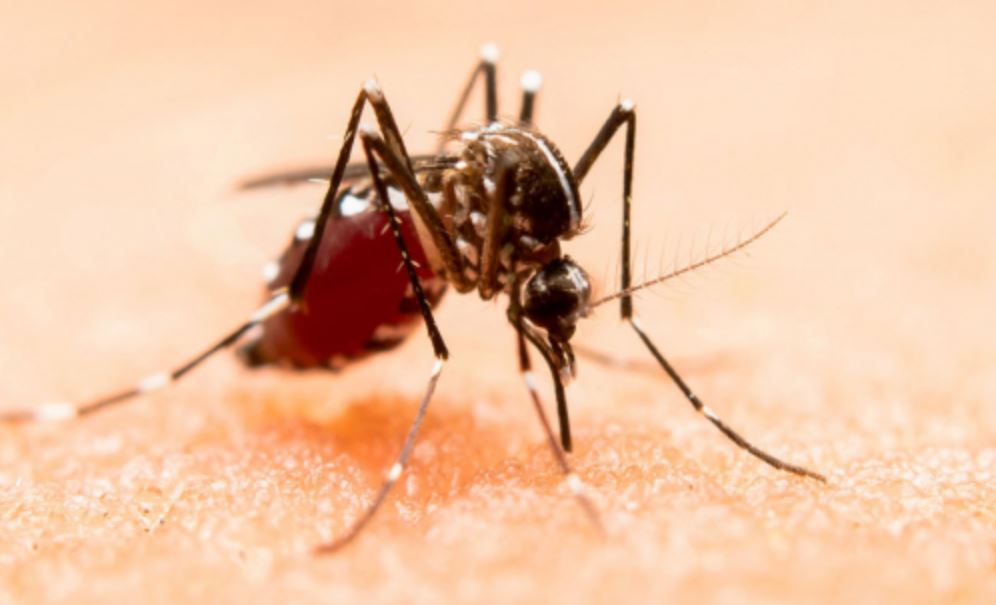 Por: Cortesía Puebla reporta 43 nuevos casos de dengue y 8 hospitalizados en noviembre