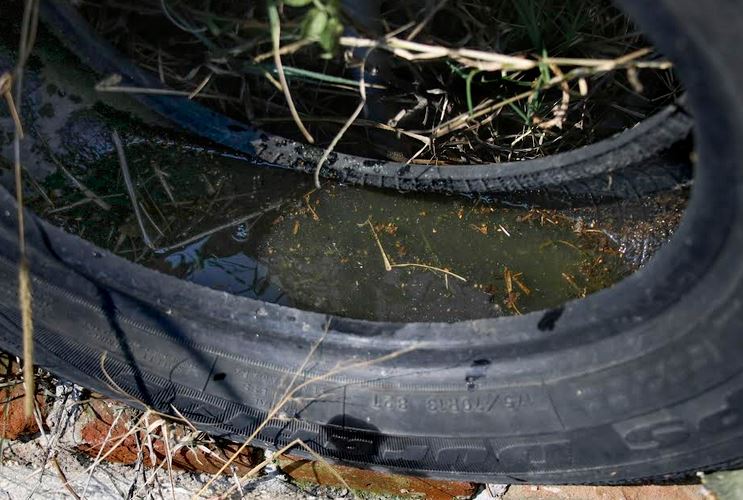 Por: Cortesía Dengue en Puebla: 4,338 casos acumulados y seis nuevos confirmados