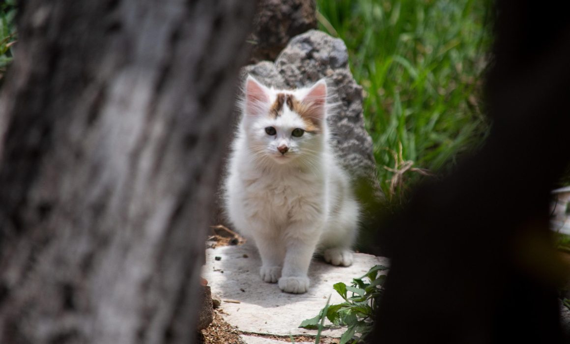 OCPA pide a Anabell Ávalos revisar reforma constitucional para bienestar animal
