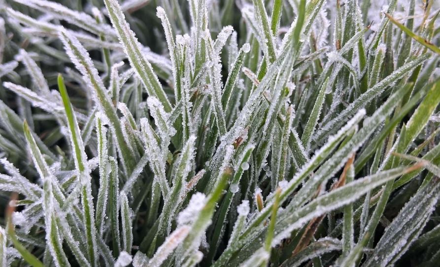 Por: Cortesía Heladas en Puebla hoy 23 de noviembre: temperaturas de hasta -1°C