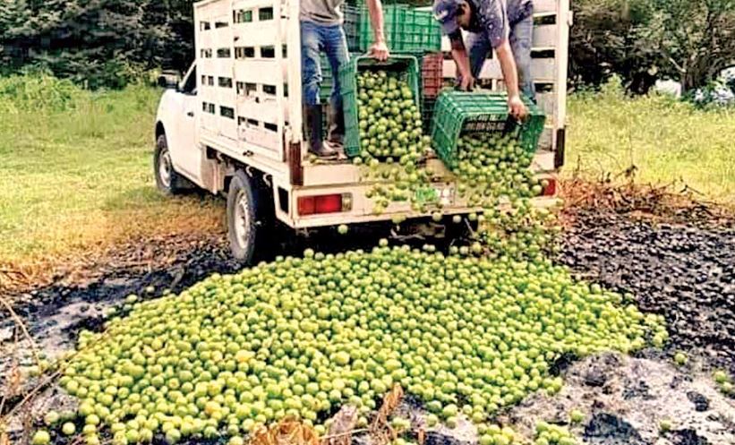 Por: Cortesía ¡Crisis del Limón! Productores de Veracruz enfrentan precios bajos y problemas con coyotes