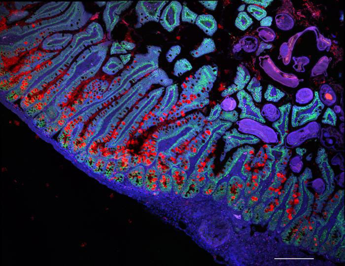 Más de 3.600 científicos construyen un manual de todas las células humanas: “Un Google Maps de la biología”