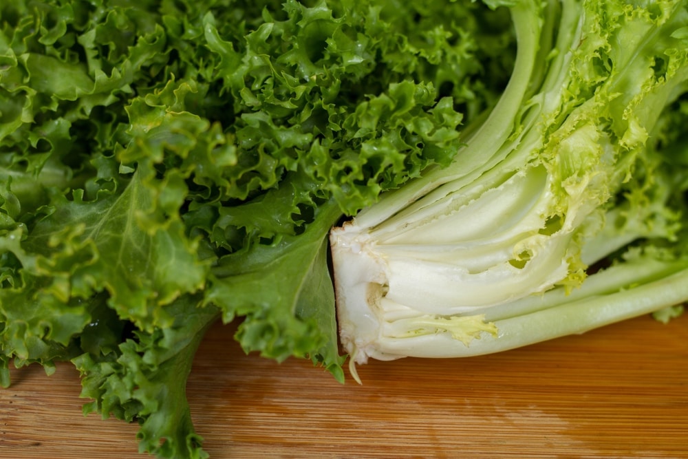 Endibias. Cortesia de UF IFAS Escarola y endibia: verduras nutritivas y fáciles de cultivar para tus fiestas