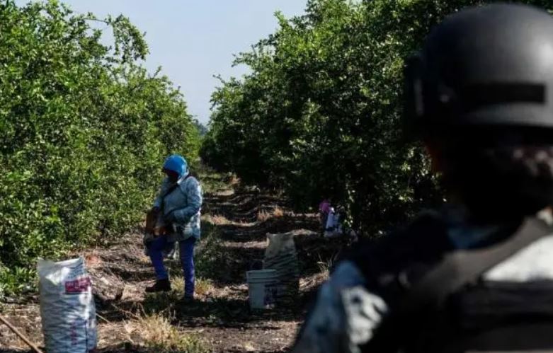 Foto: Cortesía Operativo Tierra Caliente: 66 detenidos por extorsión a productores de limón