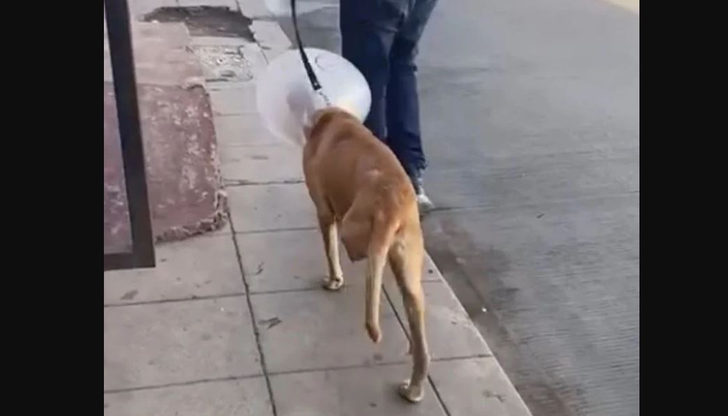 Foto: Cortesía Denuncian maltrato animal en Guaymas: perro mutilado por empleados