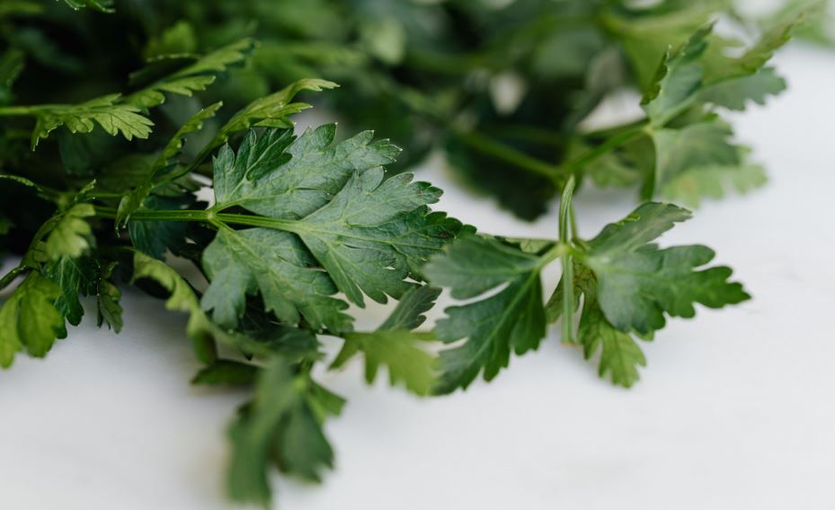 Por: Cortesía Perejil y salud: descubre cómo esta verdura ayuda a prevenir el cáncer