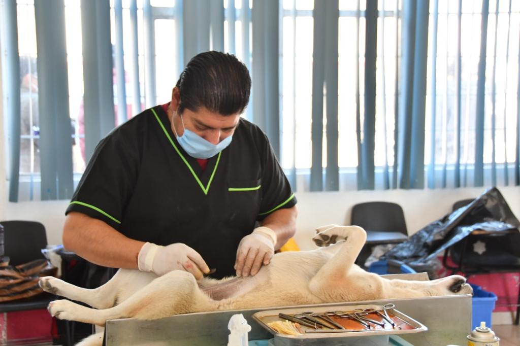 Por: Cortesía ¡Esterilización gratuita de mascotas en Huamantla! Únete al cuidado animal del 15 al 31 de octubre
