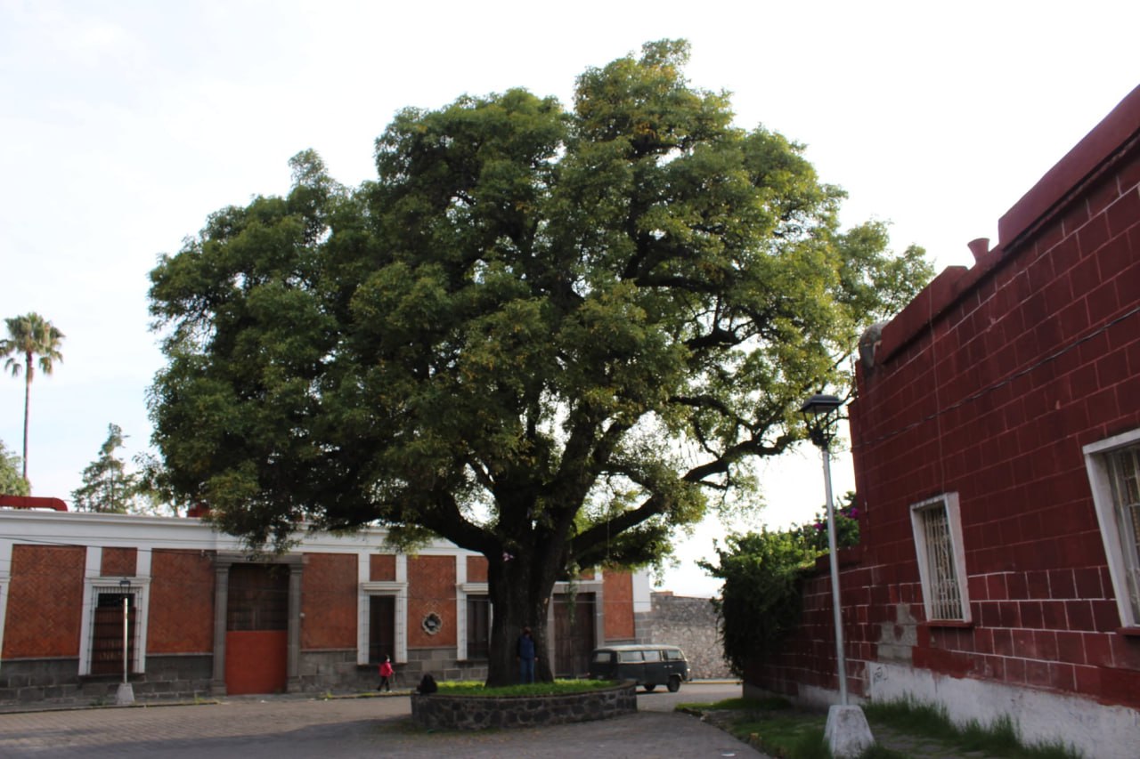 Por: Cortesía Derribarán más de 2 mil 700 árboles en Puebla por riesgo de accidente