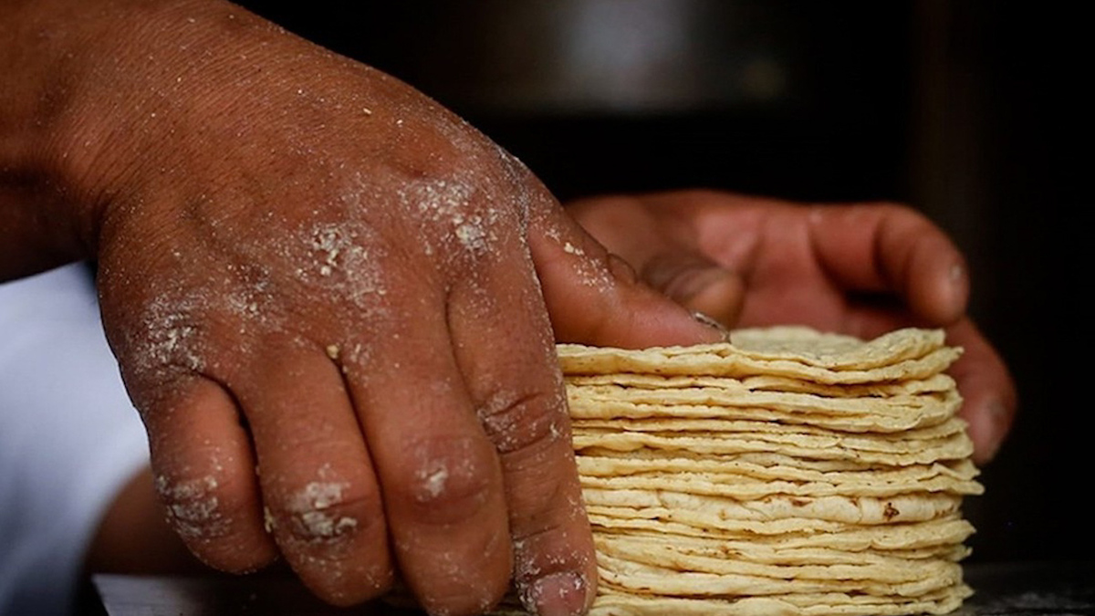 Por: Cortesía Sader busca reducir el precio de la tortilla un 10%