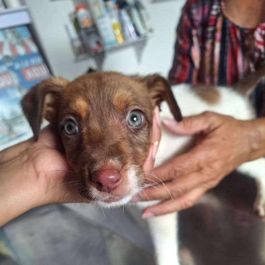 Cuautlancingo inaugurará primera Clínica de Bienestar Animal en Reserva Territorial “Quetzacóatl”