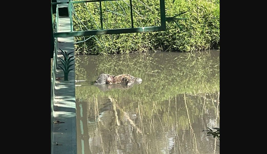 Por: Cortesía Cadáver hallado en el Río Atoyac: ¿se trata de un joven desaparecido?