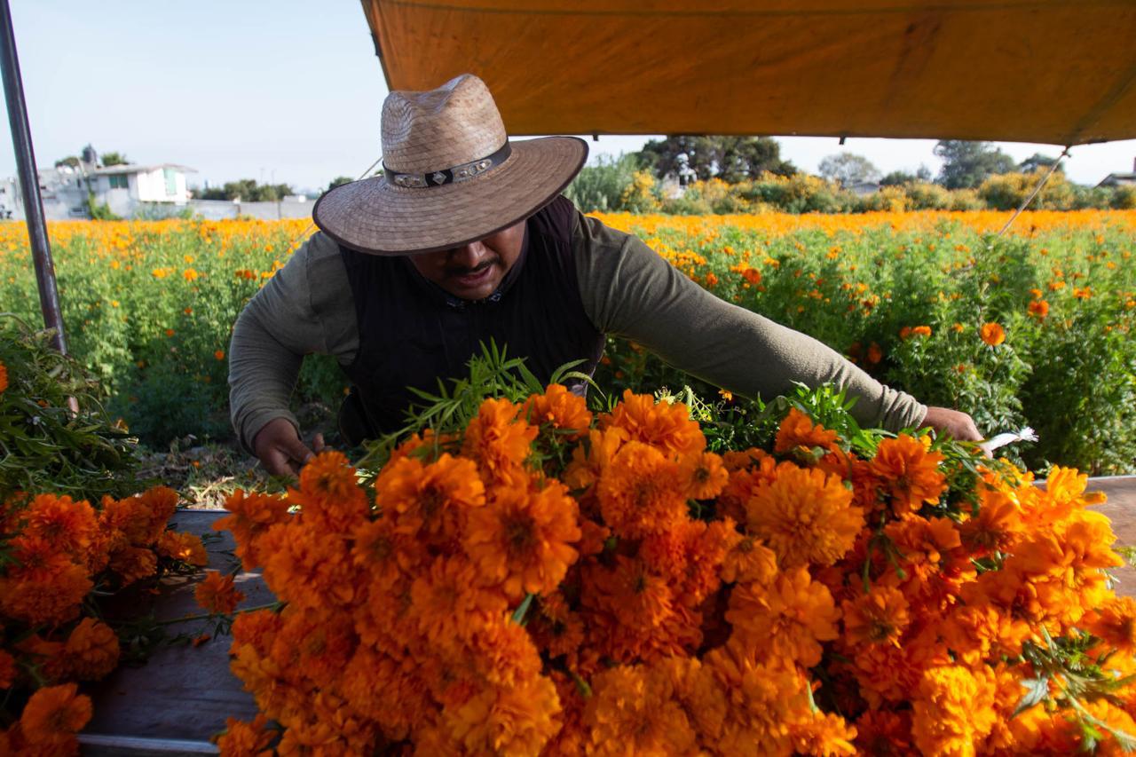 Por: Cortesía ¡La temporada del cempasúchil ya comenzó! Descubre su importancia en el Día de Muertos