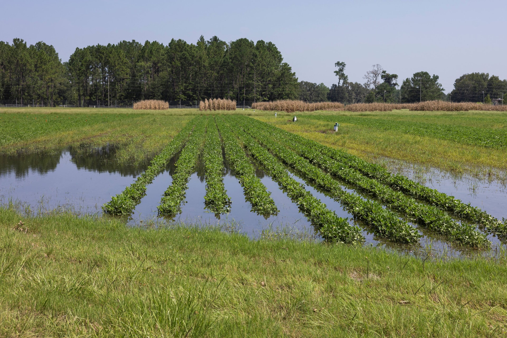 Por: Cortesía de UF/IFAS UF/IFAS solicita a productores reportar daños por huracán Helene en encuesta