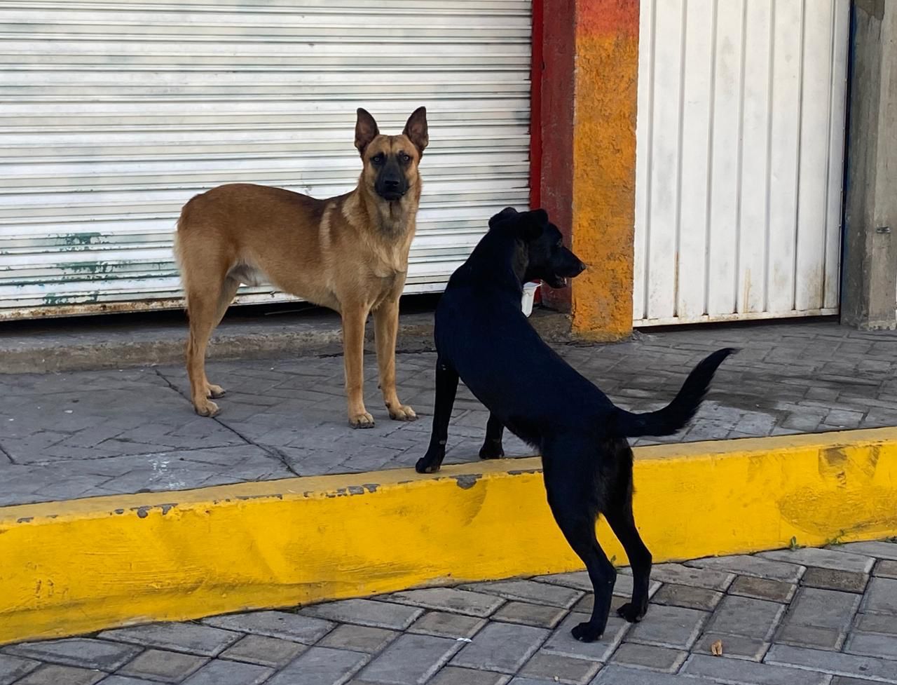 Por: Cortesía Denuncian estancamiento en promoción de la tenencia responsable de animales en Tlaxcala