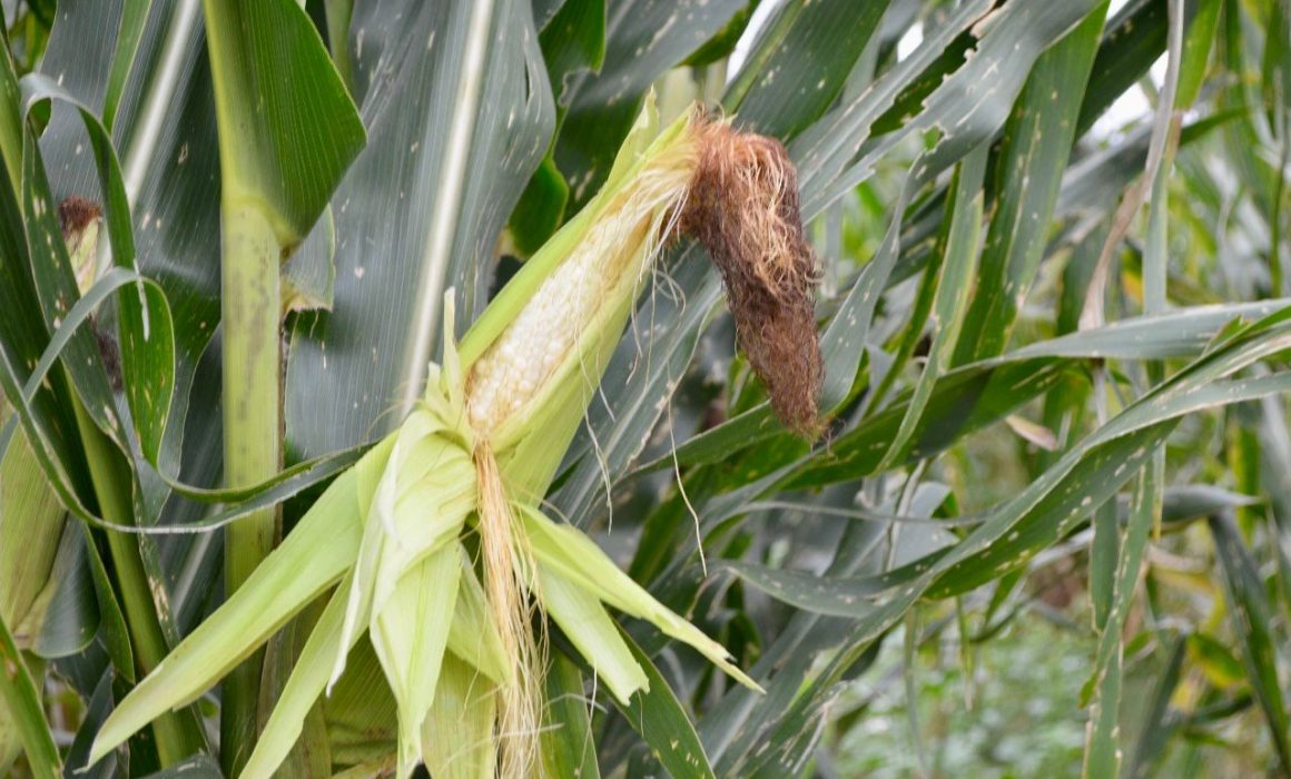 Lluvias de octubre impulsan la cosecha de maíz en Tlaxcala