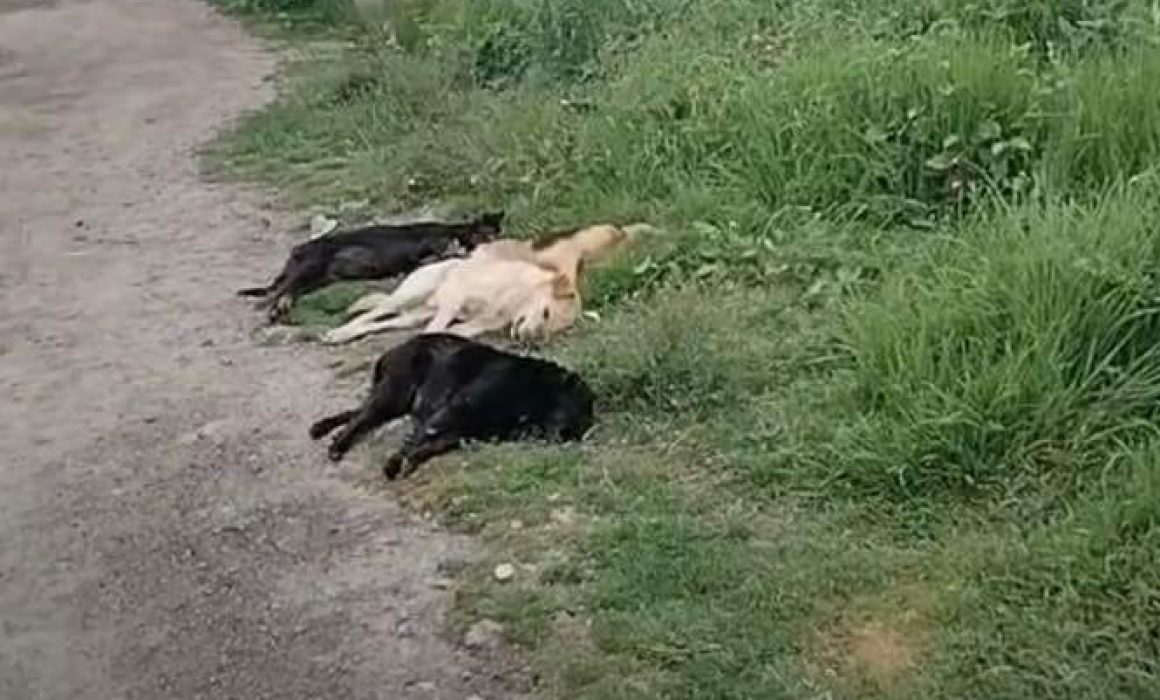 Por: Cortesía Condena OCPA envenenamiento masivo de perritos en Calpulalpan