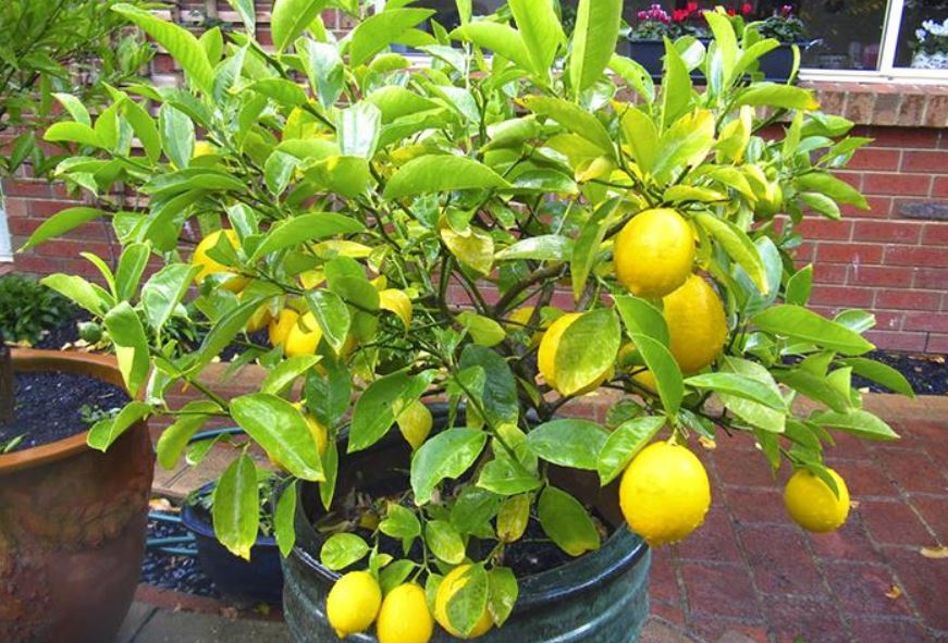 Por: Cortesía Cómo sembrar un árbol limonero: 5 consejos para obtener una gran cosecha