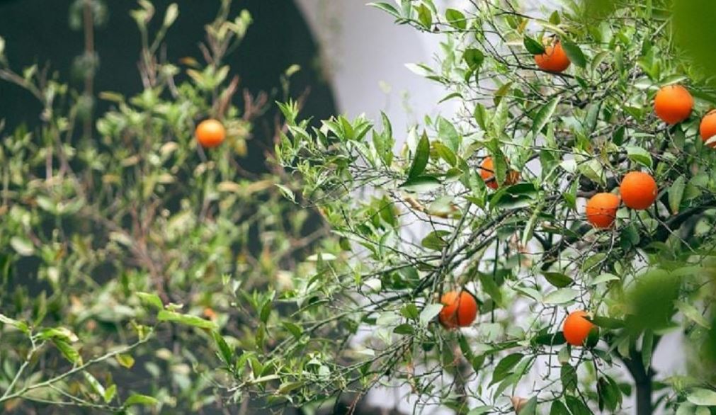 Por: Cortesía Cómo cultivar un naranjo en maceta y obtener frutos en casa fácilmente