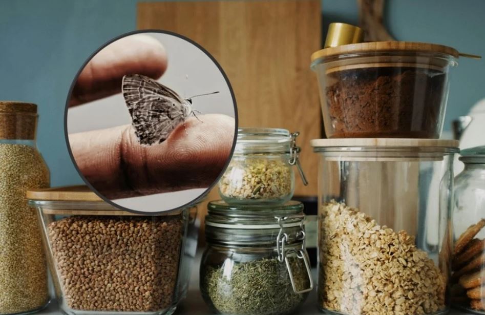Por: Cortesía Errores que atraen polillas a tu alacena y cómo eliminarlas eficazmente