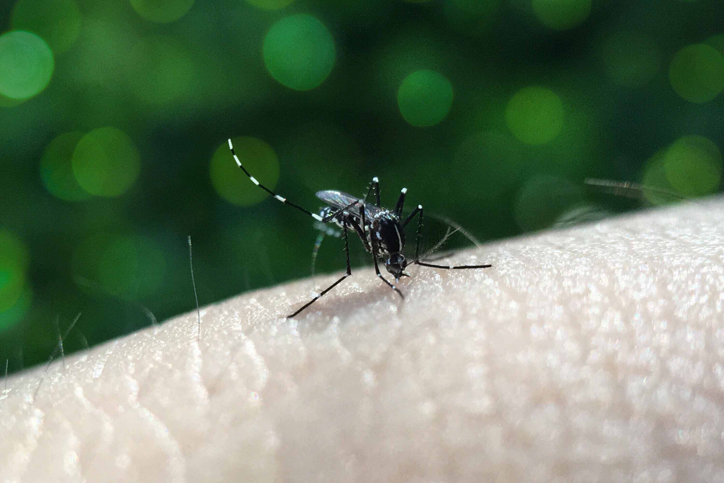 Por: Cortesía Puebla reporta 40 casos de dengue y sin defunciones en 24 horas