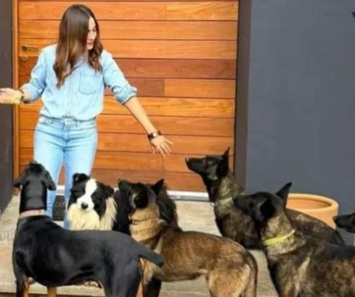 Funcionaria estatal niega que canes de su propiedad hayan atacado a masculino