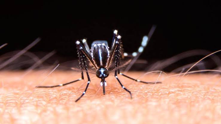 Por: Cortesía Puebla sin nuevos contagios ni muertes por dengue en 24 horas, 3,203 casos
