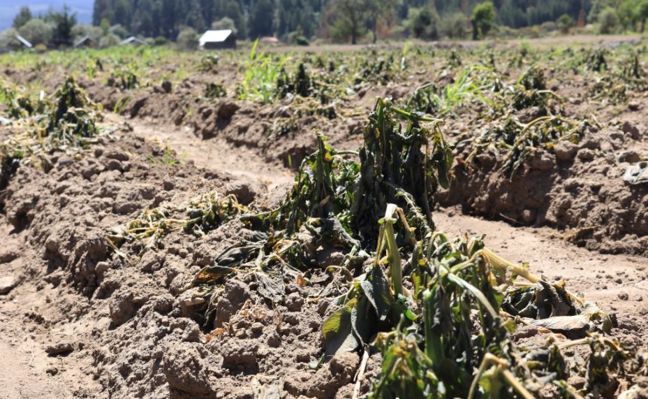Foto: Cortesía Puebla enfrenta afectaciones por heladas: Apoyo a productores agropecuarios