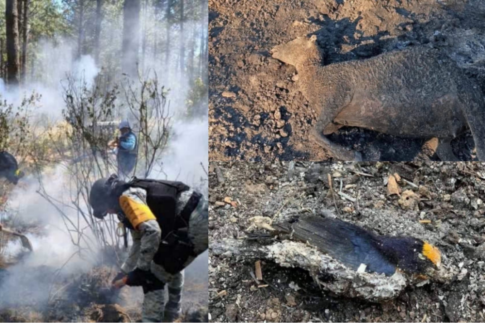 Emergencia ambiental evidencia carencias en la CBA: OCPA