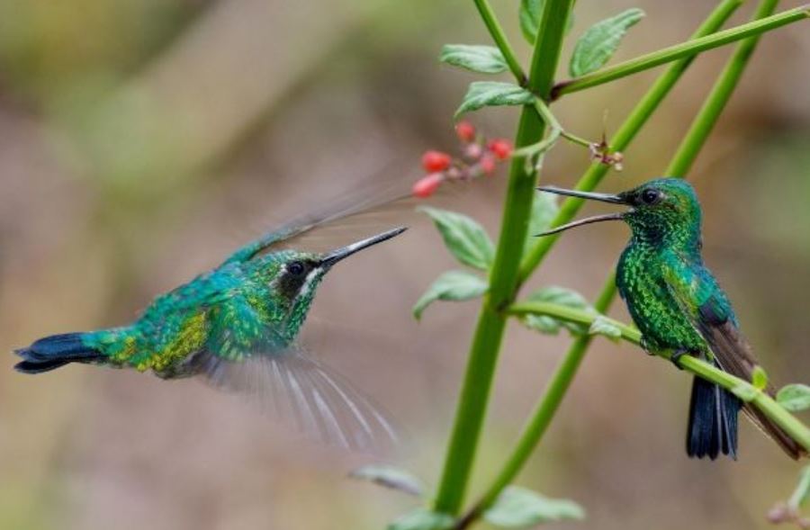 Foto: Cortesía El colibrí: símbolo de buena suerte y guía espiritual