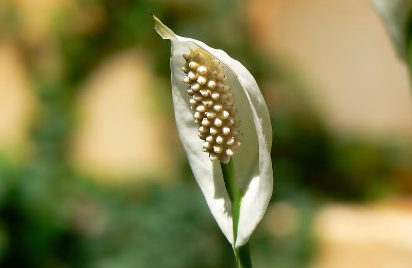 Foto: Cortesía ¿Por qué se queman las hojas de la cuna de Moisés?