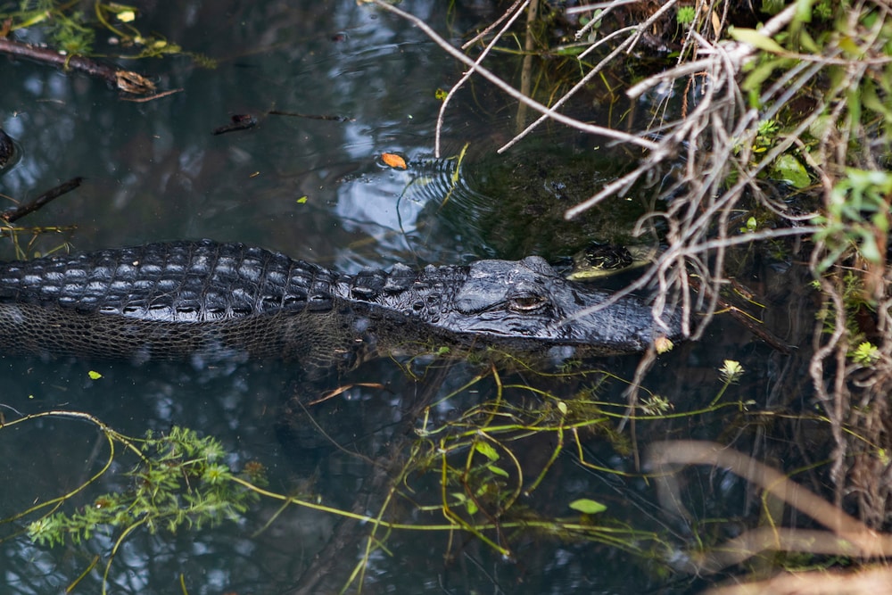 Caiman americano cerca de un cuerpo de agua. Foto de Tyler Jones UFIFAS Conductas humanas, no agresión animal, son la causa principal