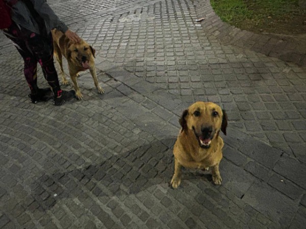 Gobierno estatal inició investigaciones por caso de envenenamiento masivo de perros en Tehuacán y Nicolás Bravo 