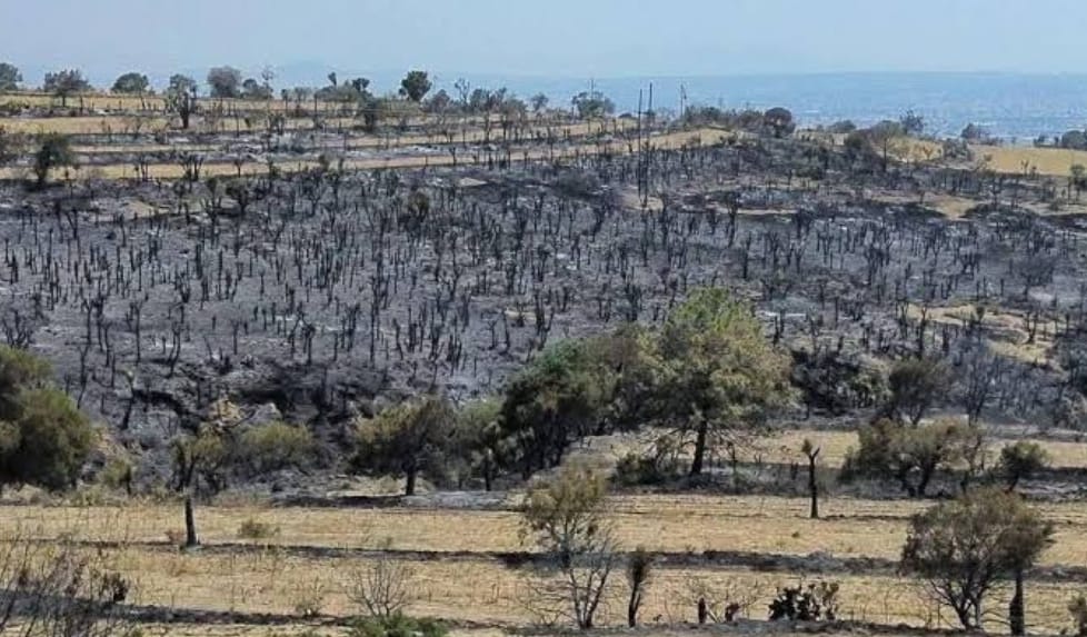 Reforestación de San Gabriel: Estudio y recuperación tras el incendio