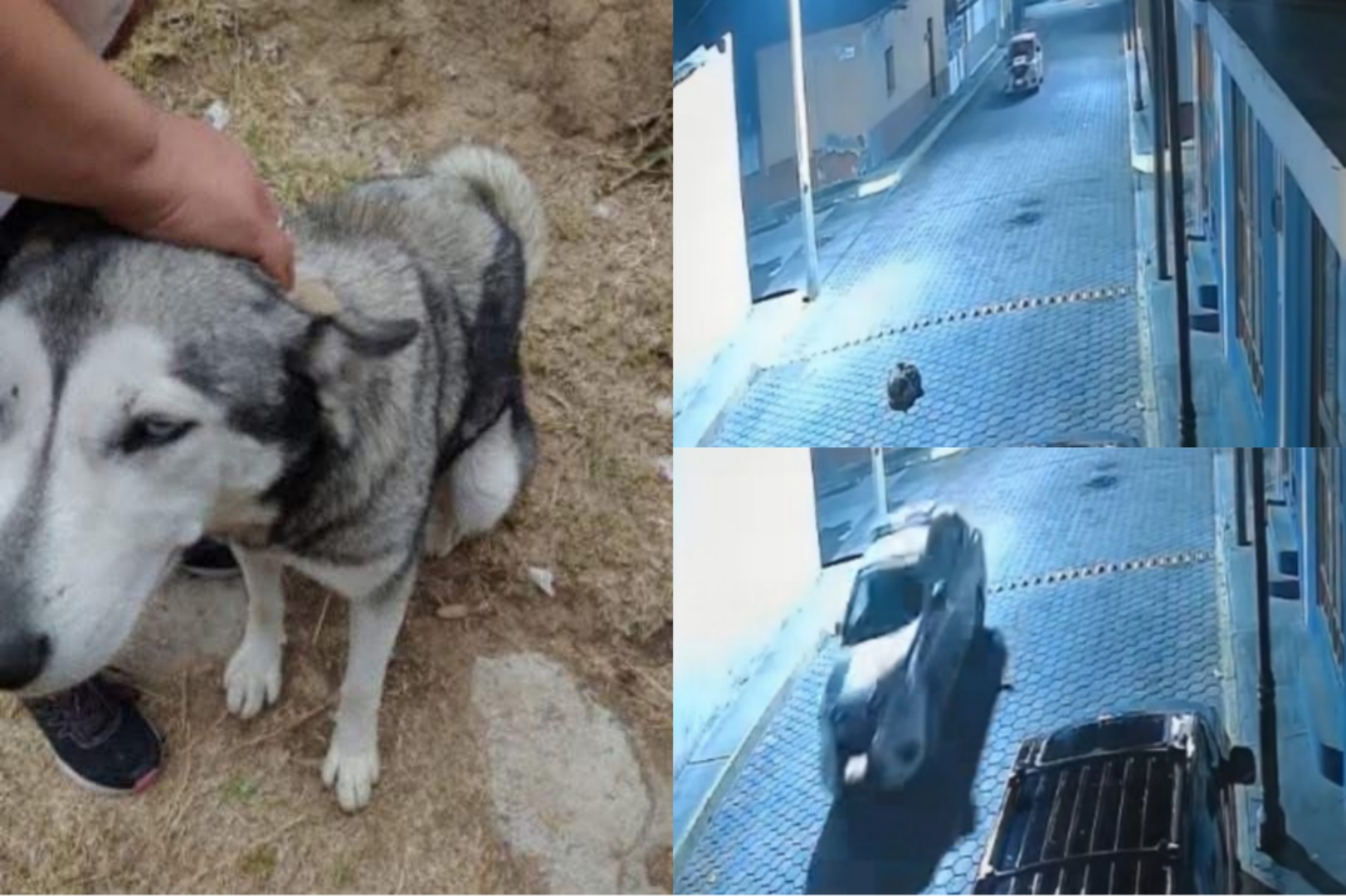 Suspenden a oficial que atropelló a can en Tecopilco; denuncian ante FGJE 