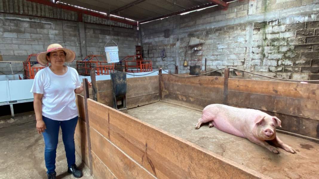 Tlaxcala impulsa negocios ganaderos con créditos accesibles y apoyo directo