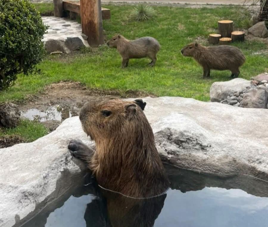 Foto: Especial ¡Nada fuera de cuidado! Aclara Zoológico del Altiplano presuntas deficiencias e irregularidades