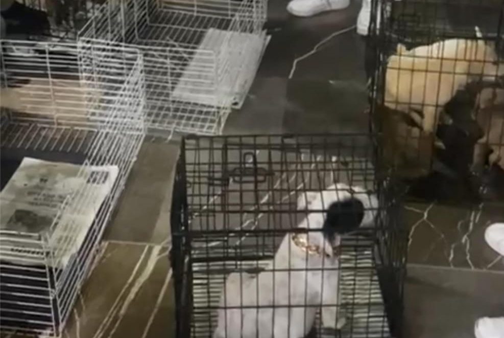 Decomisan 12 animales vendidos en vía pública en operativo en el Barrio de Analco