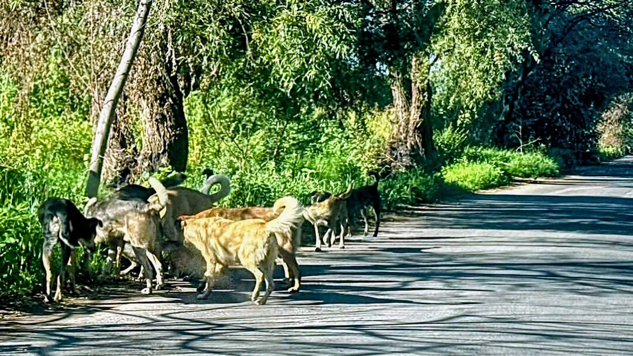 13 municipios de Tlaxcala ignoran ley contra maltrato animal