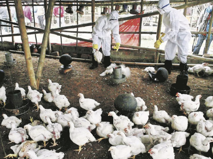 Foto: Cortesía Secretaría de Salud confirma primer caso humano de influenza aviar H5N1 en México