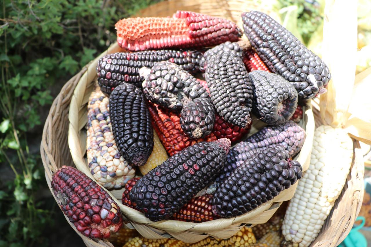 Celebra la Fiesta del Maíz 2025 en Ixtenco y honra la cultura yumhú