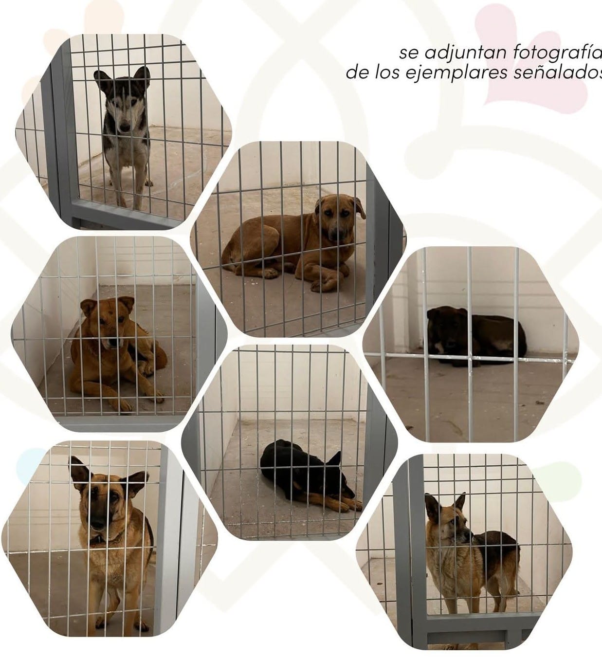 Foto: Cortesía Propaet garantiza bienestar de 14 perros rescatados en Tlaxcala