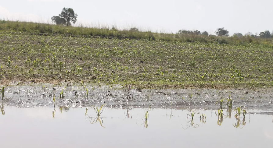 Foto: Cortesía Exceso de lluvias afecta hasta 1,000 hectáreas de cultivos en Tlaxcala