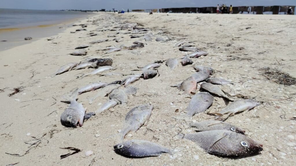 Foto: Cortesía Marea roja en Yucatán afecta pesca, turismo y economía local este agosto