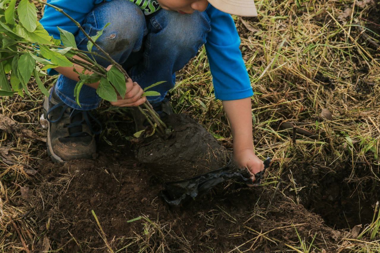 reforestación sach 5