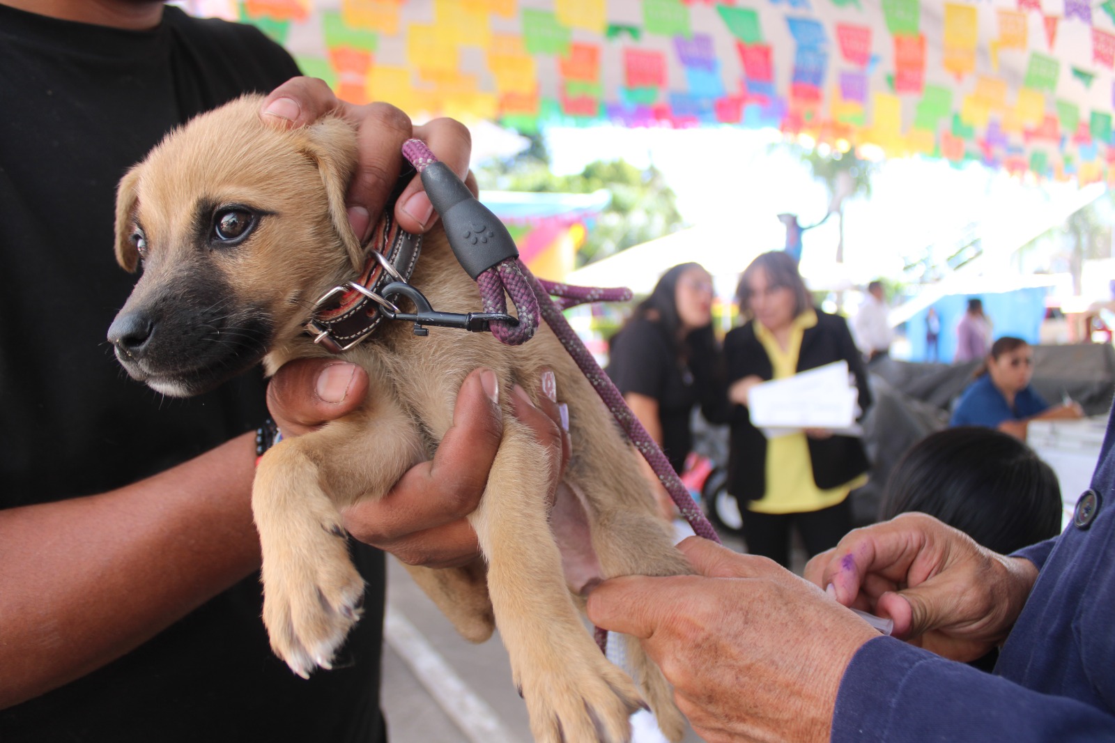 atencion ciudadana coronango 3