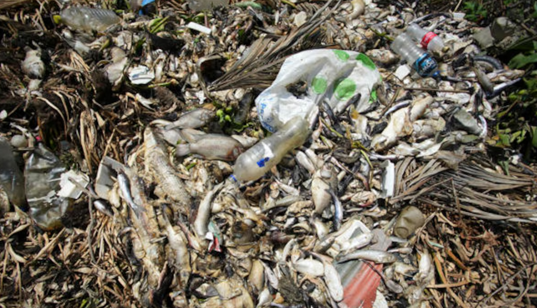 Foto: Cortesía Crisis en Acapulco: mueren miles de peces en la Laguna de Tres Palos