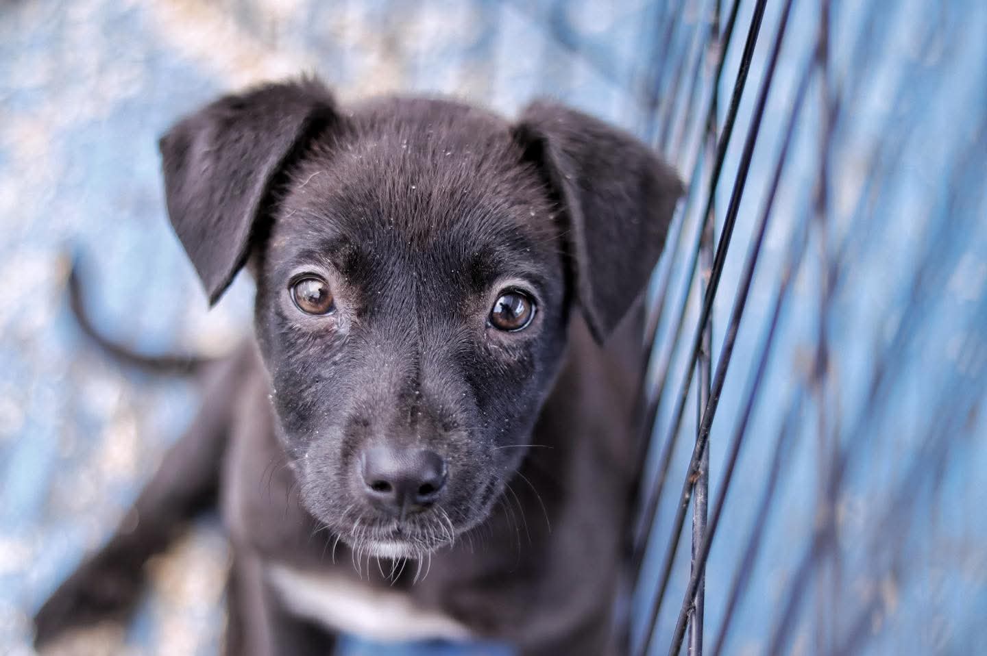 Foto: Cortesía Llama OCPA a evitar "elefante blanco" en CBA ante continuas omisiones